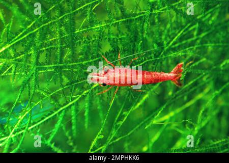 Crevettes rouges sur une mousse, aquarium d'eau douce Banque D'Images