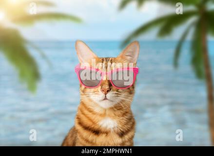 Chat drôle avec des verres sur le fond de la mer et des palmiers. Le concept des vacances d'été et des vacances. Banque D'Images