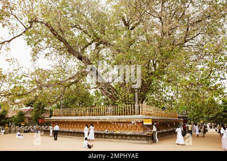 Les bouddhistes sri-lankais font des offrandes et parcourent l'arbre principal du temple de Kelaniya à Kelaniya, au Sri Lanka. Le Kelaniya Raja Maha Vihara ou Kelan Banque D'Images