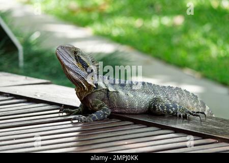 Dragon de l'eau de l'est stationnaire dans la journée Banque D'Images