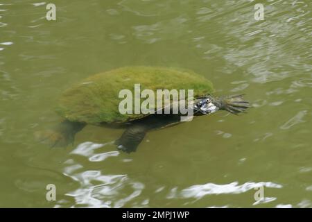 Bain de tortue nez de porc couvert de mousse Banque D'Images
