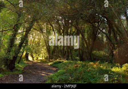 La nature magique de l'Espagne le long du Camino de Santiago Banque D'Images