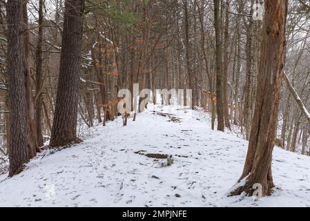 Sentier dans le parc le matin d'hiver enneigé. White Pines Forest State Park, Illinois, États-Unis. Banque D'Images