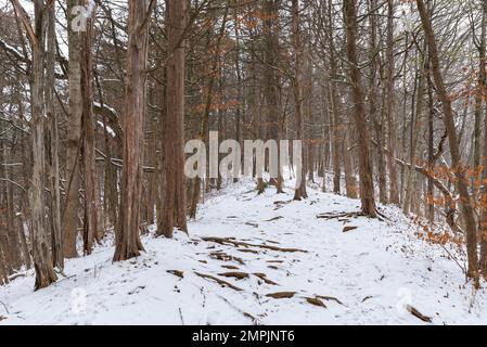 Sentier dans le parc le matin d'hiver enneigé. White Pines Forest State Park, Illinois, États-Unis. Banque D'Images