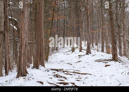 Sentier dans le parc le matin d'hiver enneigé. White Pines Forest State Park, Illinois, États-Unis. Banque D'Images