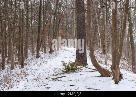 Sentier dans le parc le matin d'hiver enneigé. White Pines Forest State Park, Illinois, États-Unis. Banque D'Images