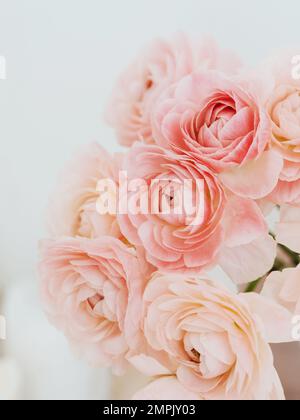 Bouquet de fleurs ranunculus rose pâle dans un vase sur fond clair. Vue avant. Gros plan, Banque D'Images