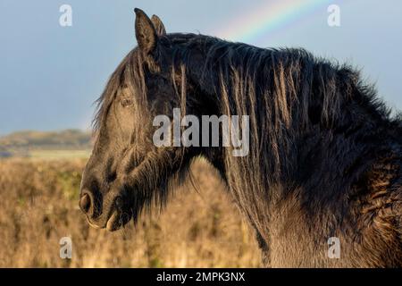 Chevaux de Frise au soleil avec arc-en-ciel Banque D'Images