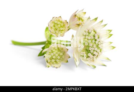 Belles fleurs d'astrantia fraîches isolées sur blanc Banque D'Images