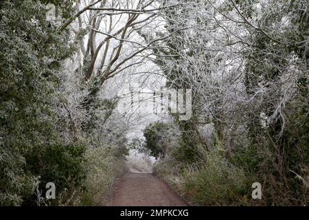 Le givre sur les arbres à côté d'un chemin au nord du village de Codford dans le Wiltshire. Banque D'Images