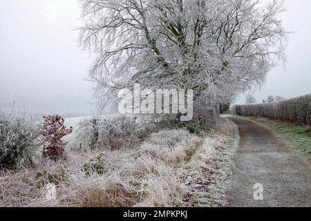 Le givre sur les arbres et les haies le long d'un chemin au nord de Codford dans le Wiltshire. Banque D'Images