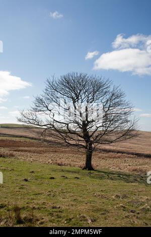 Arbre seul vu le jour du printemps près de Bowstonegate au-dessus de Lyme Park Cheshire Angleterre Banque D'Images