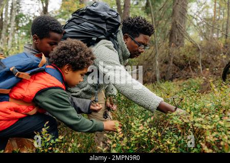 Père cueillant des baies de plantes avec des fils pendant les vacances en forêt Banque D'Images