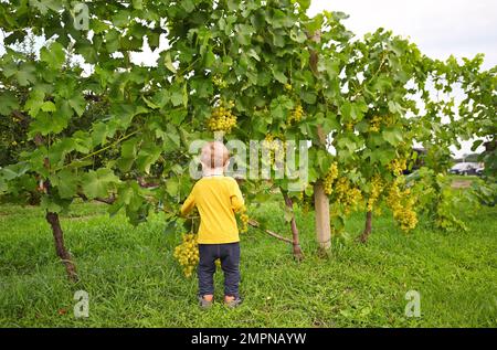 un petit garçon pille des raisins mûrs sur le fond d'un vignoble. Banque D'Images