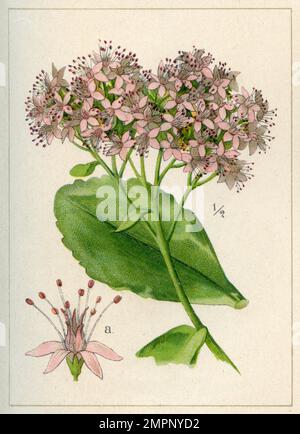 Hylotelephium spectabile Hylotelephium spectabile, (livre de jardin, 1896), Prächtige Fetthenne Banque D'Images