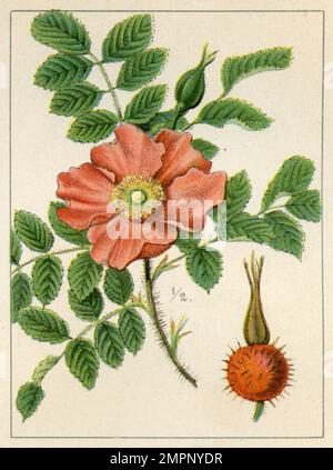 rose japonaise Rosa rugosa, (livre de jardin, 1896), Kartoffel-Rose Banque D'Images