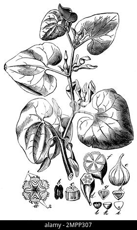 willewort, Aristolochia clematitis, anonym (livre de biologie, 1881), Aufrechte Osterluzei, Aristoloche clématite Banque D'Images