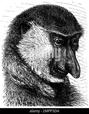 Singe proboscis, tête, Nasalis larvatus, (encyclopédie, 1898), Nasenaffe, Kopf, Nasalis larvatus, tête Banque D'Images