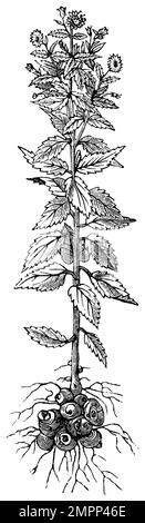 L'artichaut de Jérusalem, Helianthus tuberosus, (livre agricole, 1898), Topinambur, topinambur Banque D'Images