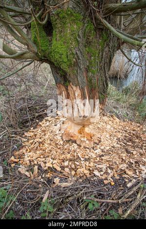 Tronc d'arbre épais de saule pollard montrant des marques de dents et des copeaux de bois provenant de ronflement par le castor eurasien (fibre de Castor), Zevergem, Flandre orientale, Belgique Banque D'Images