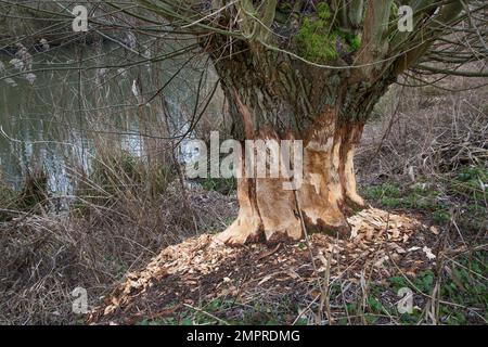 Tronc d'arbre épais de saule pollard montrant des marques de dents et des copeaux de bois provenant de ronflement par le castor eurasien (fibre de Castor), Zevergem, Flandre orientale, Belgique Banque D'Images