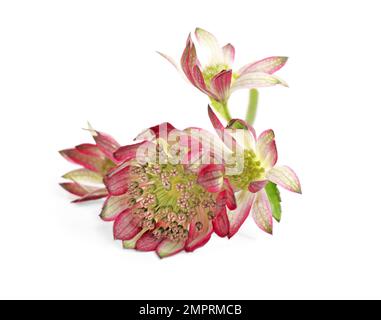 Belles fleurs astrantia rose fraîches isolées sur blanc Banque D'Images