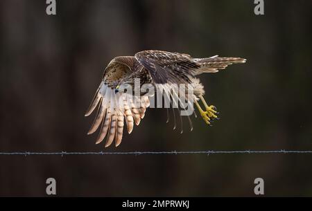 Un faucon de Cooper juvénile pendant le vol. Accipiter cooperii. Banque D'Images