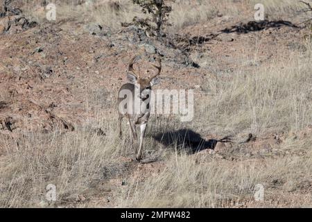 Coues Whitetail Deer Buck dans les montagnes Chiricahua en Arizona Banque D'Images