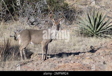 Coues Whitetail Deer Buck dans les montagnes Chiricahua en Arizona Banque D'Images