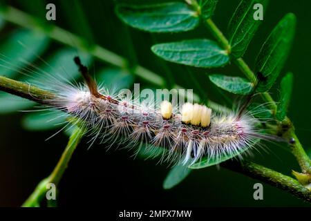 Brown Tussock Moth Caterpillar sur la plante se nourrissant sur les feuilles. Mise au point sélective utilisée. Banque D'Images