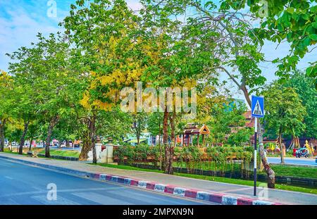 Le caragana jaune vif en fleurs dans le parc près de la vieille ville Moat, Chiang Mai, Thaïlande Banque D'Images