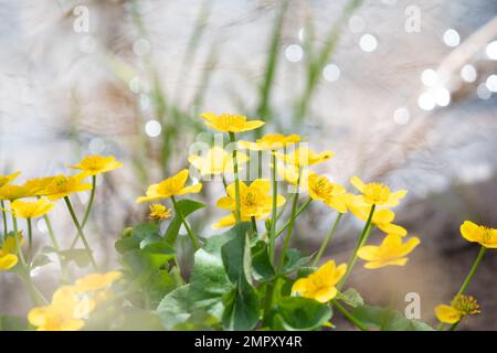 Marais Marigolds (Maltha palustris) en fleur sur la rive - Écosse, Royaume-Uni Banque D'Images