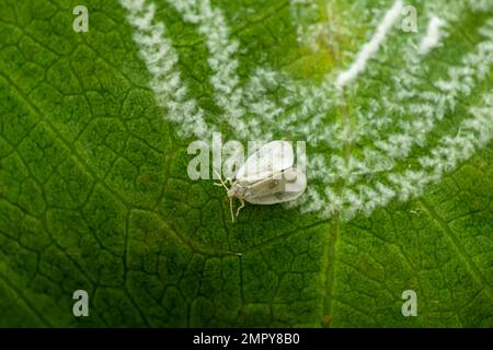 La mouche blanche sur la feuille avec sa cire velue comme le produit sous la feuille. C'est un organisme nuisible important et grave pour les cultures agricoles. Banque D'Images