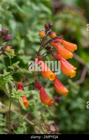 Gros plan des fleurs chiliennes de gloire (eccremocarpus scaber) en fleur Banque D'Images