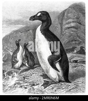 Vogel, Riesenalk, Pinguinus impennis, Syn. Alca impennis ist ein ausgestorbener flugunfähiger Seevogel, Historisch, digital restaurierte Reproduktion von einer Vorlage aus dem 19. Jahrhundert Banque D'Images