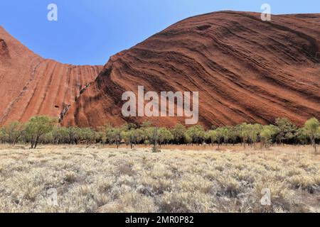 451 Uluru Ayers Rock rocailleux rainurés sud-est face-désert et herbe spunfex vue de la section basewalk-sud-est. NT-Australie. Banque D'Images