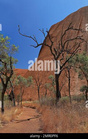 453 des arbres de bois de sang secs et verts du désert encadrent la promenade de base, au sud-est, autour d'Uluru-Ayers Rock. NT-Australie. Banque D'Images