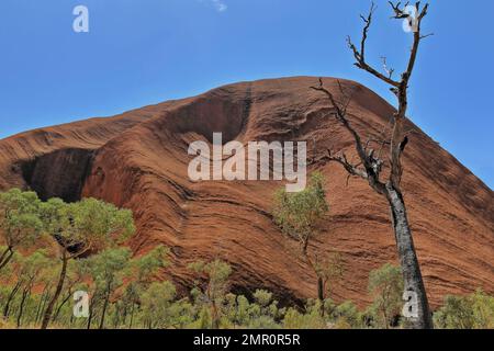 458 arbres en bois de sang sec et vert qui encadrent la pente raide et rainurée d'Uluru-Ayers Rock vue de la section de la basewalk-Kuniya. NT-Australie. Banque D'Images