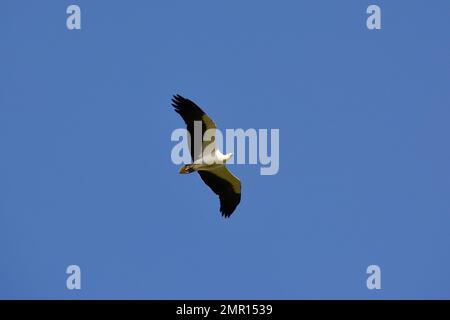 Aigle de mer à ventre blanc, Weißbauchseeadler, Pygargue blagre, Haliaeetus leucogaster, parc national de Minneriya, Province du Centre-Nord, Sri Lanka Banque D'Images