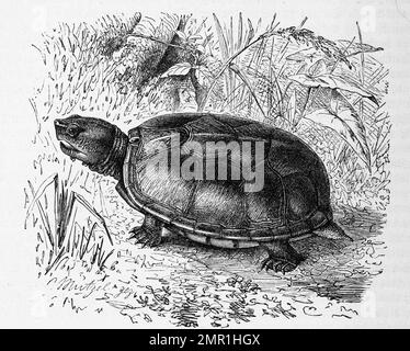 Reptilien, Klappschildkröte, Cinosternum pennsylvanicum, tortue de boue orientale, Kinosternon subrubrum ou tortue de boue commune, Historisch, restauration numérique Reproduktion von einer Vorlage aus dem 19. Jahrhundert Banque D'Images