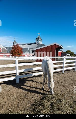 Alimentation de chevaux au centre d'entraînement de dressage Banque D'Images