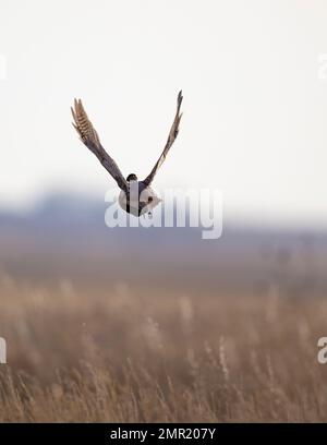 Un faisan de coq volant le jour d'octobre. Banque D'Images
