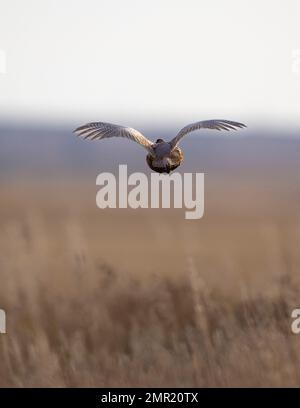 Un faisan de coq volant le jour d'octobre. Banque D'Images