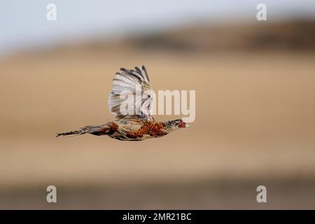 Un faisan de coq volant le jour d'octobre. Banque D'Images