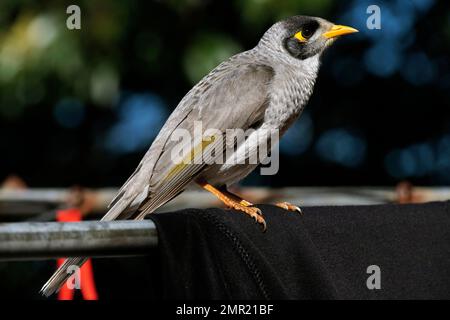 Gros plan d'un mineur australien bruyant (Manorina melanocephala) à Sydney, Nouvelle-Galles du Sud, Australie (photo de Tara Chand Malhotra) Banque D'Images