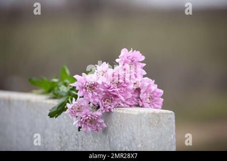 Fleurs de chrysanthème sur pierre tombale gris clair en plein air. Cérémonie funéraire Banque D'Images