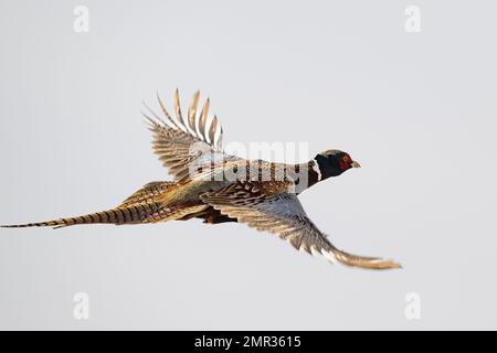 Un faisan de coq volant le jour d'octobre. Banque D'Images