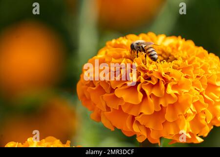 Un foyer peu profond d'une abeille mangeant sur des fleurs de cempasuchil dans le champ Banque D'Images