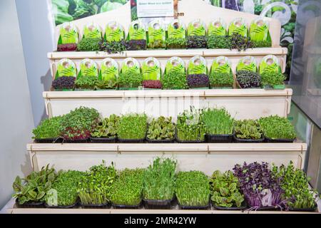 Kiev, Ukraine - 04 novembre 2021: Divers micro-greens Green Wave ECO system à l'exposition du vin et des spiritueux. C'est les petites pousses de n'importe laquelle des plantes t Banque D'Images