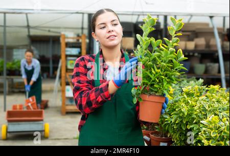 Fleuriste femelle organisant la floraison eonymus aurea dans des pots tout en jardinant Banque D'Images